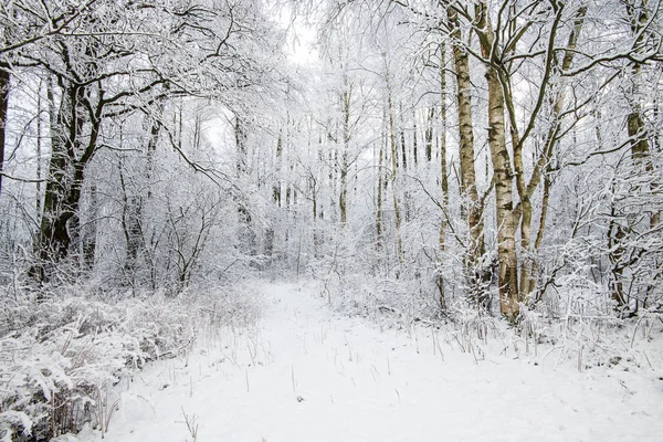 Floresta Coberta Neve Bétulas Close Letónia — Fotografia de Stock