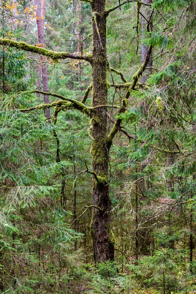 Árbol Solitario Cubierto Musgo Entre Verde Bosque Otoñal Día Nublado — Foto de Stock