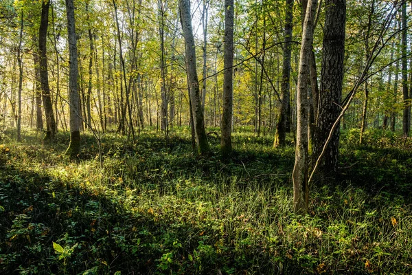 Lesní Krajina Ranní Sluneční Světlo Podzimním Lese Zelené Zlaté Listí — Stock fotografie