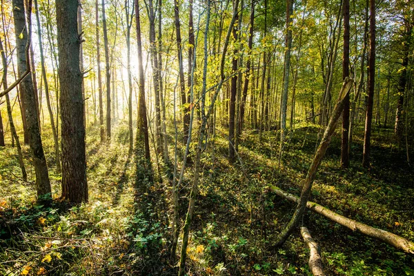 Forest Landscape Morning Sunlight Autumn Forest Green Golden Leaves Sigulda — Stock Photo, Image