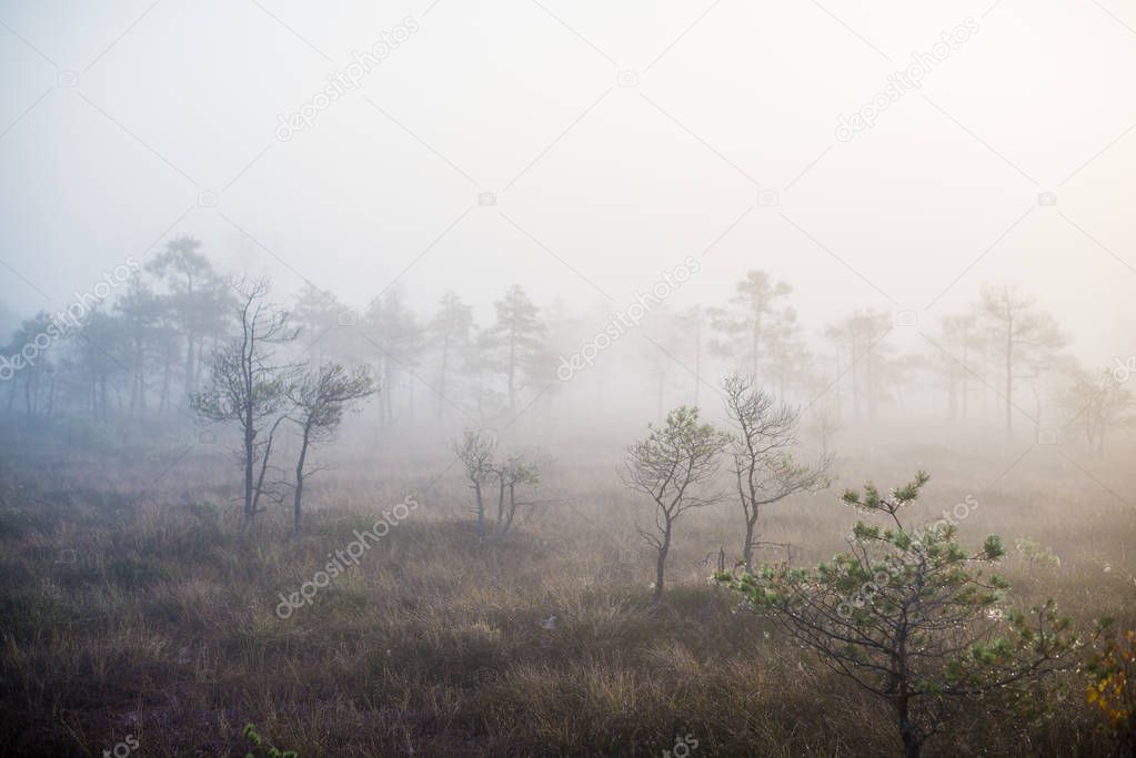 Cloudy autumn day in the forest. Morning fog and green pine trees. Kemeri. Latvia