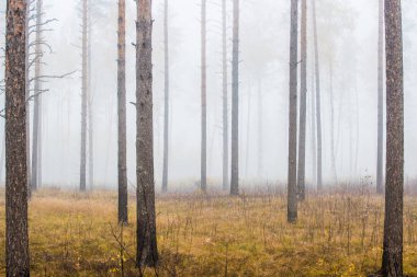 Sonbahar ormanı manzarası. Bulutlu bir günde çam ağacı ormanında sabah sisi, yeşil ve altın yaprakları, Letonya