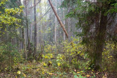 Ormanda bulutlu bir sonbahar günü. Sabah sisi ve yeşil çam ağaçları. Kemeri, ne? Letonya