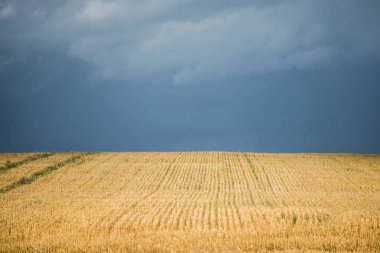 Bir yaz gününde yağmur dan önce tarım alanının görünümü, Letonya