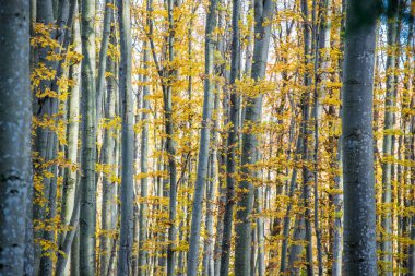 Sonbahar ormanı manzarası. Kayın ağaçlarının, yeşil ve altın yaprakların yakından görünümü, Almanya