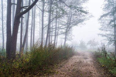Sisli sabah. Sonbahar ormanı manzarası. Ağaçların arasından toprak bir yol, Letonya