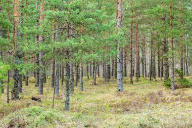 Bulutlu bir bahar gününde çam ağacı ormanı manzarası, Letonya