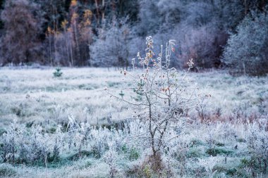 Soğuk mavi ışık. Ormandaki ilk don. Renkli yapraklar yakın çekim. Cesis, Letonya