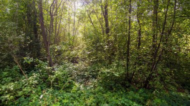 Yeşil ormanda güneşli yaz günü, Letonya