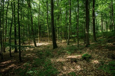 Orman manzarası. Çam ağaçları yakın çekim, Almanya