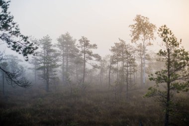 Ormanda bulutlu bir sonbahar günü. Sabah sisi ve yeşil çam ağaçları. Kemeri, ne? Letonya