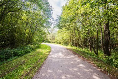 Parkta bir asfalt yol. Ağaçlar ve gölgeler, Letonya