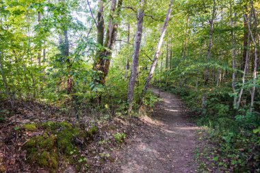 Yeşil ormandan geçen bir yol, Letonya