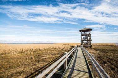 Baltık denizi yakınlarındaki ahşap kuş kulesinin manzarası güneşli bir bahar günü, Letonya
