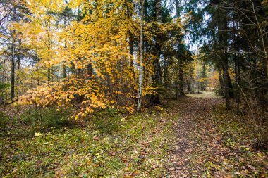 Sonbahar ormanı manzarası. Kayın ağaçlarının, yeşil ve altın yaprakların yakından görünümü, Almanya