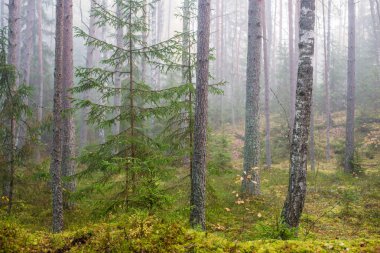 Ormanda bulutlu bir sonbahar günü. Sabah sisi ve yeşil çam ağaçları. Kemeri, ne? Letonya