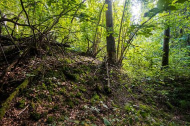 Orman manzarası. Güneşli bir sonbahar gününde nehir ve ağaçların manzarası, Letonya