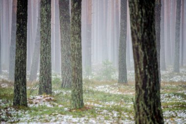Çam ormanında bulutlu bir kış günü. Karaltında yeşil çimenler ve altın yapraklar. Letonya
