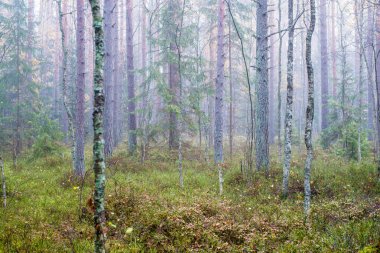 Ormanda bulutlu bir sonbahar günü. Sabah sisi ve yeşil çam ağaçları. Kemeri, ne? Letonya