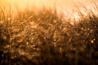 Güneş ışığı. Çam ormanında sisli bir sabah. Bir çim yakın çekim, Letonya