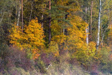 Orman manzarası. Sonbahar ormanında sabah güneş ışığı, yeşil ve altın yapraklar. Sigulda, Letonya