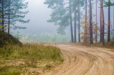 Sonbahar ormanı manzarası. Çam ağaçlarının arasından toprak bir yol, Letonya