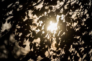 Sonbahar yakın çekim bırakır. Riga, Letonya