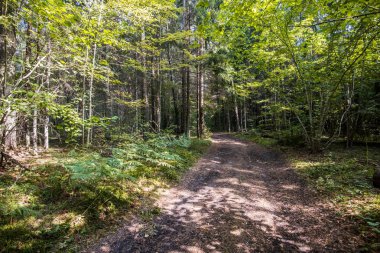 Orman manzarası. Güneşli bir sonbahar gününde nehir ve ağaçların manzarası, Letonya