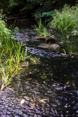 Orman manzarası. Güneşli bir sonbahar gününde nehir ve ağaçların manzarası, Letonya