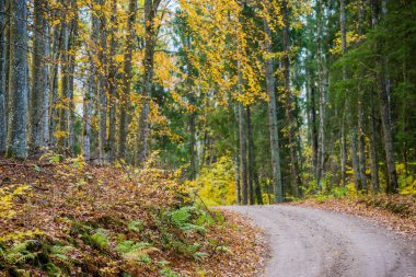 Sonbahar ormanı manzarası. Kayın ağaçlarının, yeşil ve altın yaprakların yakından görünümü, Almanya
