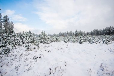 Güneşli bir günde karla kaplı çam ağacı ormanı, köknar yakın çekim, Letonya