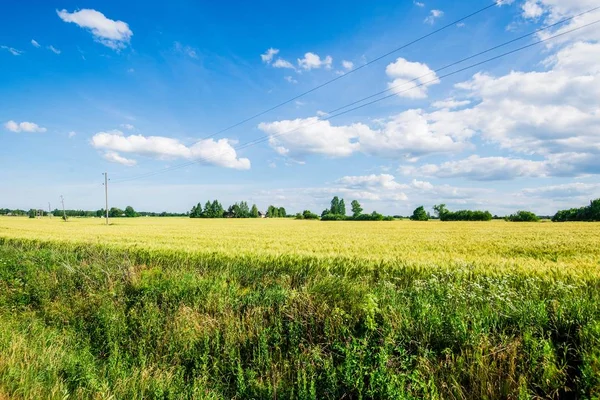 Una Vista Del Campo Agrícola Del País Con Bosque Fondo — Foto de Stock