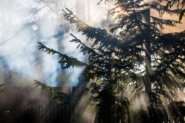 Höstlandskap Morgondimma Skogen Solstrålar Och Grenar Tallar Närbild Tyskland — Stockfoto