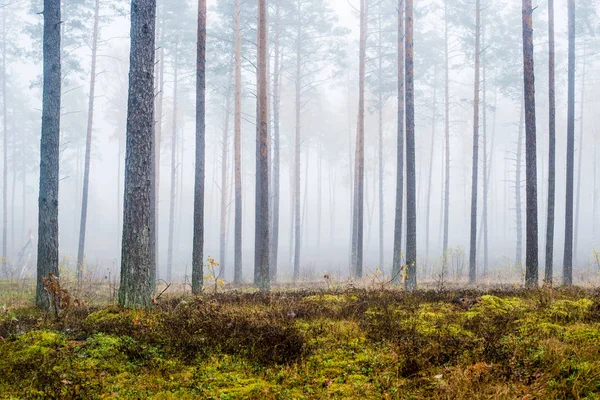 Осенний Лесной Пейзаж Утренний Туман Сосновом Лесу Облачный День Зеленые — стоковое фото