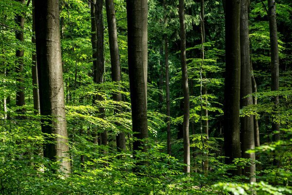 Лесной пейзаж Сосны крупным планом, Германия
