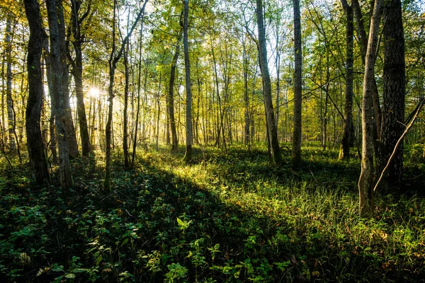Skogs Landskapet Morgon Solljus Höst Skogen Gröna Och Gyllene Löv — Stockfoto