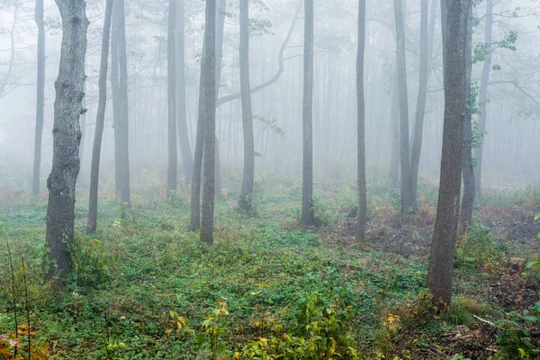 Uma Névoa Matinal Floresta Folhas Verdes Douradas Bétulas Close Letónia — Fotografia de Stock