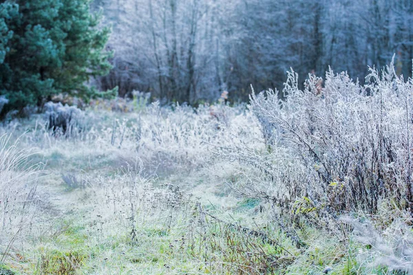 Der Erste Frost Wald Farbenfrohe Blätter Und Bäume Aus Nächster — Stockfoto