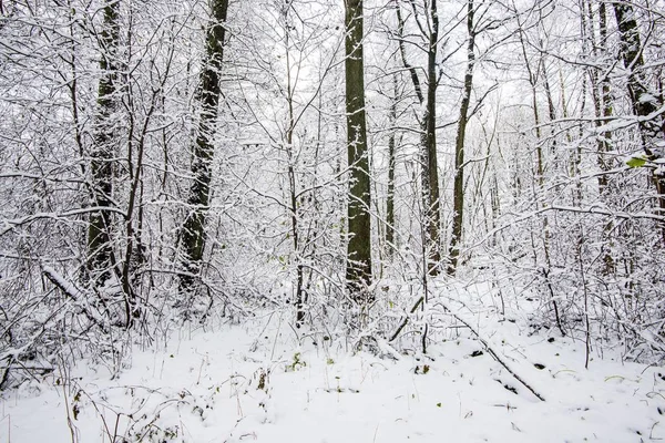 Bosque Pinos Cubierto Nieve Día Nublado Invierno Letonia — Foto de Stock