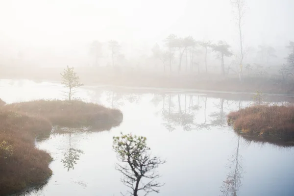 Autumn Landscape Morning Fog Swamp Forest Background Kemeri Latvia — Stock Photo, Image