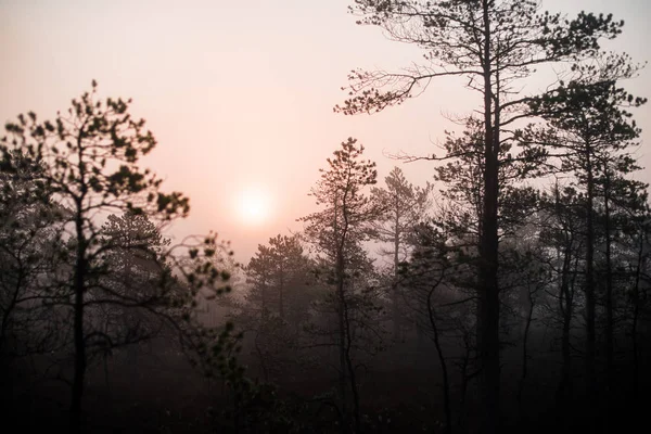 Felhős Őszi Nap Erdőben Reggeli Köd Zöld Fenyőfák Kemeri Lettország — Stock Fotó