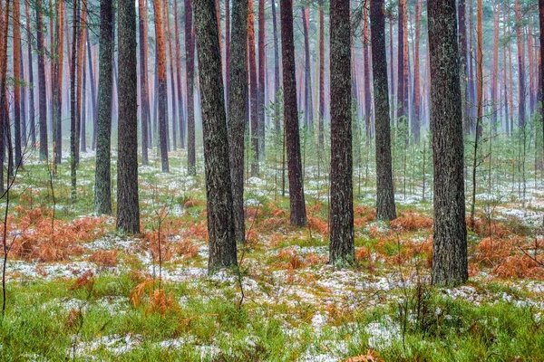 Felhős Téli Nap Fenyőerdőben Zöld Alatt Arany Levelek Lettország — Stock Fotó