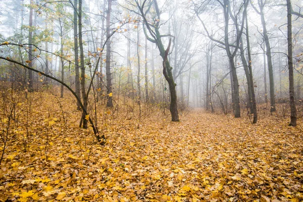 Ранковий Туман Лісі Зелене Золоте Листя Латвія — стокове фото