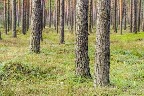 Vue Sur Forêt Pins Par Une Journée Nuageuse Printemps Lettonie — Photo