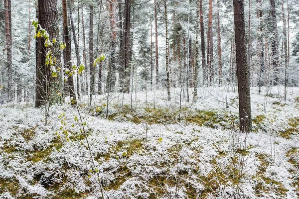 Primera Helada Bosque Día Nublado Otoño Hojas Doradas Letonia — Foto de Stock