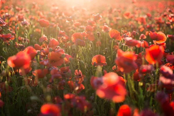 Blooming Poppy Field Sunny Summer Day Close Latvia — Stock Photo, Image