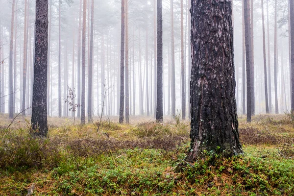 Paesaggio Forestale Autunnale Nebbia Mattutina Nella Pineta Una Giornata Nuvolosa — Foto Stock