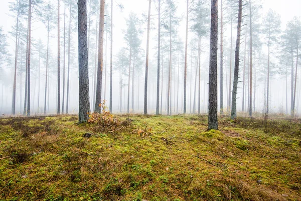 Podzimní Lesní Krajina Ranní Mlha Lese Borovic Zamračený Den Zelené — Stock fotografie