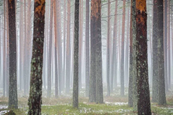 Dia Inverno Nublado Floresta Pinheiros Grama Verde Sob Neve Folhas — Fotografia de Stock