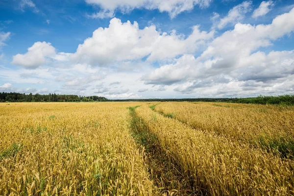 Widok Pola Rolnego Kraju Słoneczny Letni Dzień Ciemnoniebieskie Niebo Mnóstwem — Zdjęcie stockowe